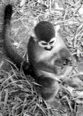BeerMonkey.gif (15827 bytes)