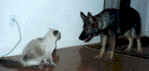 Chncat.gif (10498 bytes)
