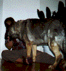 Chndommr.gif (9360 bytes)