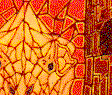 DrgnHeadx.gif (7298 bytes)