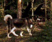 Knhike1.gif (11842 bytes)