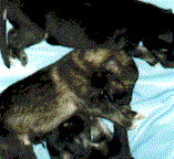 Pups1.gif (9796 bytes)