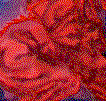 RedDrgnx.gif (6164 bytes)