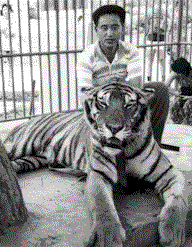 Tiger.gif (20414 bytes)